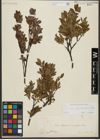Foto von Salix waldsteiniana Willd.
